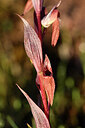 BUITEN BEELD Foto: 439115