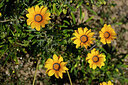 BUITEN BEELD Foto: 439117