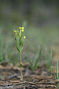 BUITEN BEELD Foto: 439118