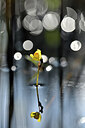 BUITEN BEELD Foto: 439126