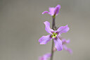 BUITEN BEELD Foto: 439138