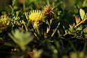 BUITEN BEELD Foto: 439141