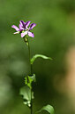 BUITEN BEELD Foto: 439147