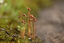 BUITEN BEELD Foto: 439166