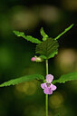BUITEN BEELD Foto: 439173
