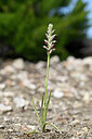 BUITEN BEELD Foto: 439174
