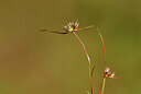 BUITEN BEELD Foto: 439176