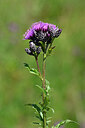 BUITEN BEELD Foto: 439178