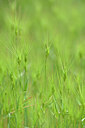 BUITEN BEELD Foto: 439188