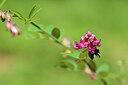 BUITEN BEELD Foto: 439195
