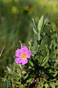 BUITEN BEELD Foto: 439198
