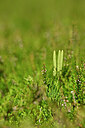 BUITEN BEELD Foto: 439199
