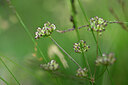 BUITEN BEELD Foto: 439208