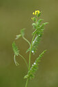 BUITEN BEELD Foto: 439212