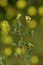 BUITEN BEELD Foto: 439216