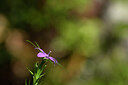 BUITEN BEELD Foto: 439217