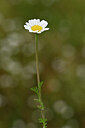 BUITEN BEELD Foto: 439224