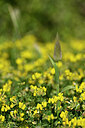 BUITEN BEELD Foto: 439226