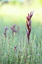 BUITEN BEELD Foto: 439230
