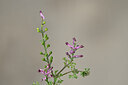 BUITEN BEELD Foto: 439249