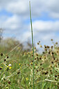BUITEN BEELD Foto: 439253