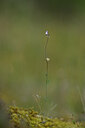 BUITEN BEELD Foto: 439265