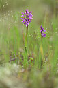 BUITEN BEELD Foto: 439273
