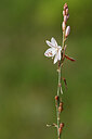BUITEN BEELD Foto: 439290