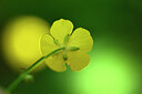 BUITEN BEELD Foto: 439296