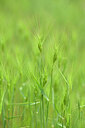BUITEN BEELD Foto: 439311