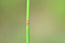 BUITEN BEELD Foto: 439319