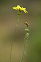 BUITEN BEELD Foto: 439336