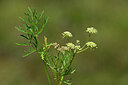 BUITEN BEELD Foto: 439337
