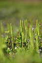BUITEN BEELD Foto: 439346