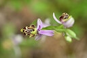 BUITEN BEELD Foto: 439368