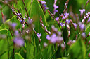 BUITEN BEELD Foto: 439381