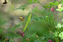 BUITEN BEELD Foto: 439388
