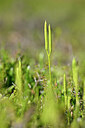 BUITEN BEELD Foto: 439409