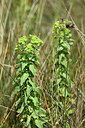 BUITEN BEELD Foto: 439416