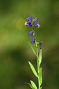BUITEN BEELD Foto: 439420