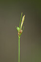 BUITEN BEELD Foto: 439433