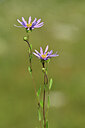 BUITEN BEELD Foto: 439441