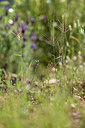BUITEN BEELD Foto: 439442