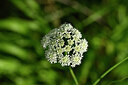 BUITEN BEELD Foto: 439444