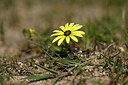 BUITEN BEELD Foto: 439446