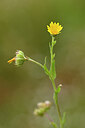 BUITEN BEELD Foto: 439448