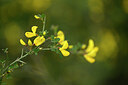 BUITEN BEELD Foto: 439454