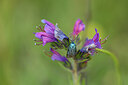 BUITEN BEELD Foto: 439455