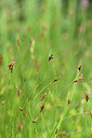 BUITEN BEELD Foto: 439471