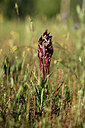 BUITEN BEELD Foto: 439486